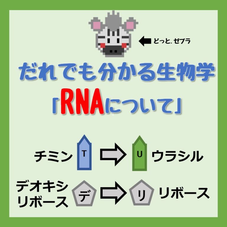 RNA とは ? DNAと似てるけど何が違う？RNA を分かりやすく解説！