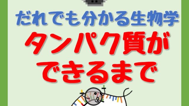 42記事目-たんぱくができるまでのアイキャッチ