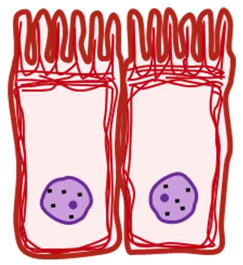 マイクロフィラメント