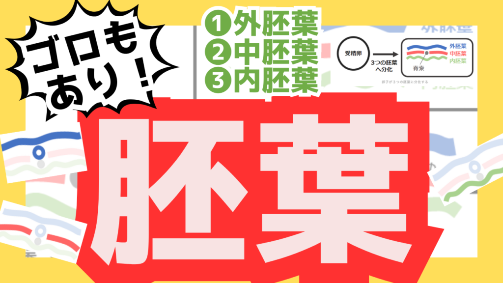 胚葉のサムネ