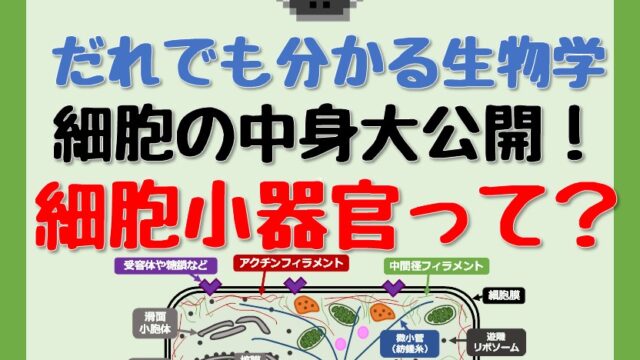46－細胞小器官のアイキャッチ