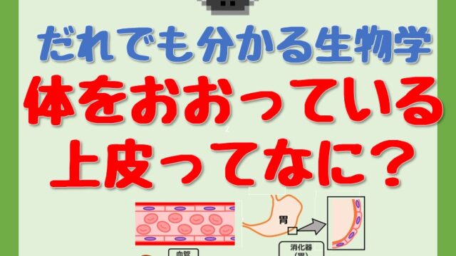 44-上皮って何？