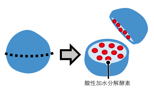 リソソームは酸性加水分解酵素を含む