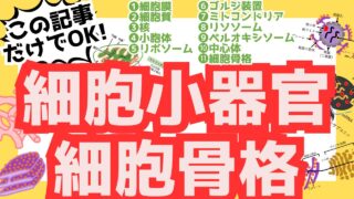 【真核細胞の構造と機能】細胞膜・細胞質・細胞骨格・細胞小器官の構造・はたらきを分かりやすくイラストと一覧表で解説!