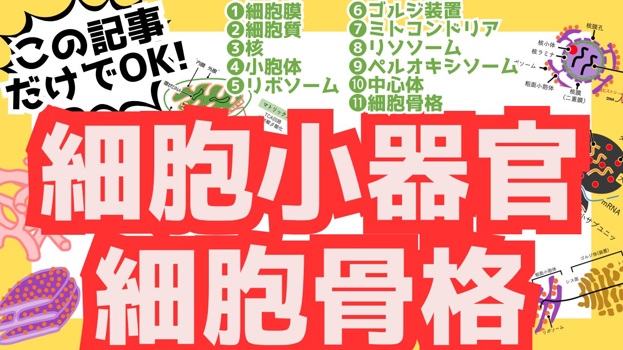 細胞小器官のサムネ