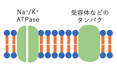細胞膜に蛋白が埋まっている