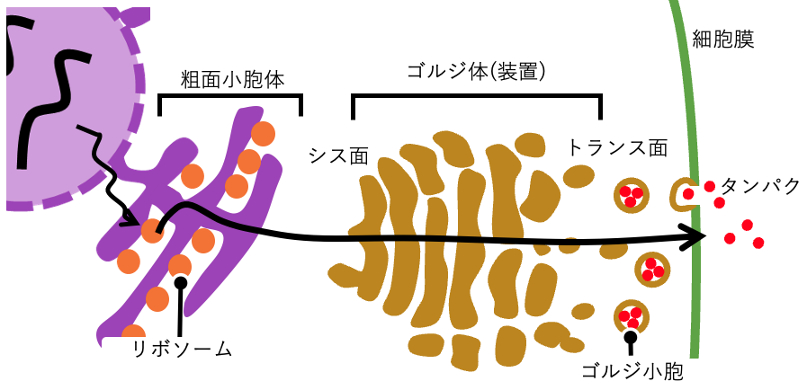 ゴルジ装置とタンパク分泌の流れ