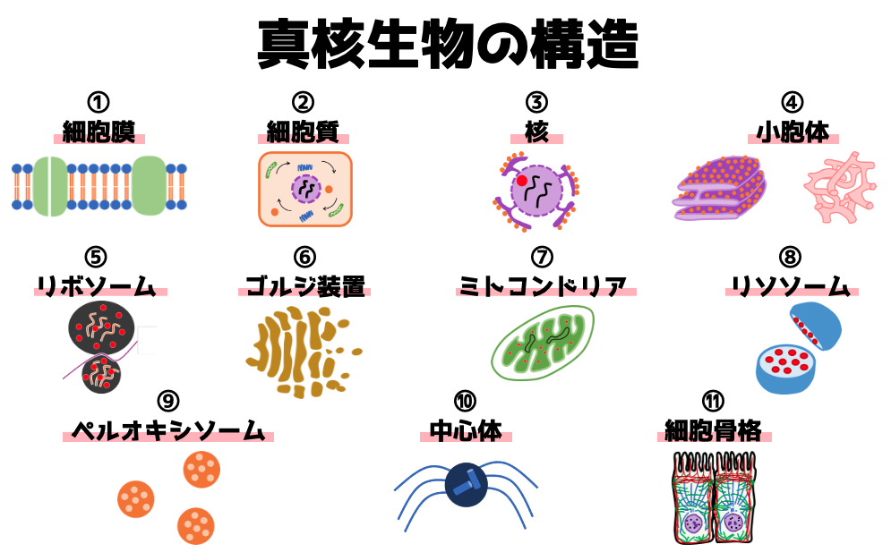 細胞の構造と細胞小器官の分類