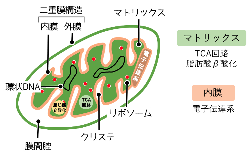 ミトコンドリアの構造