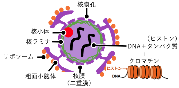 核の構造