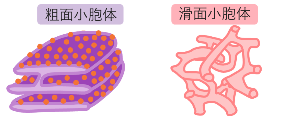 粗面小胞体と滑面小胞体