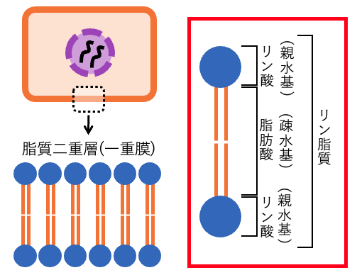 細胞膜と脂質二重層の構造