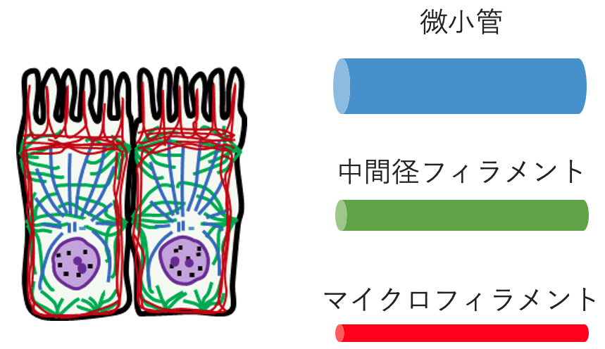 3種類の細胞骨格