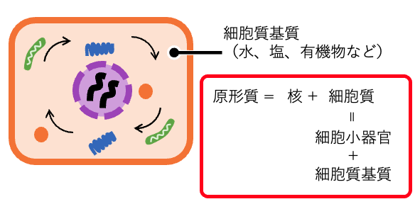 細胞質の構造