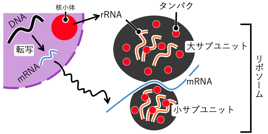 リボソームの構造