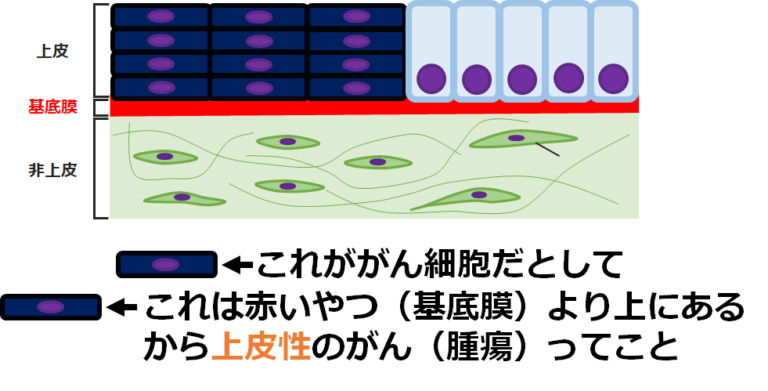 あなたが知らない「がん」と「癌」。「 良性 腫瘍 」「 悪性 腫瘍 」の違いも。 どっと. New life