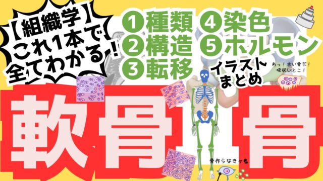 軟骨・骨サムネ