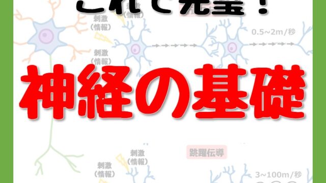 73- 神経 の基礎