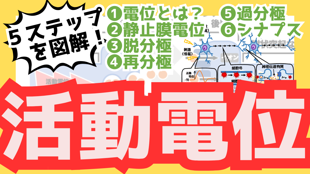 活動電位のサムネ