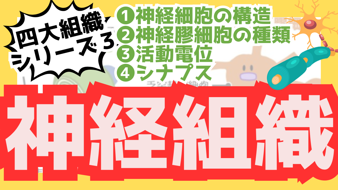 神経組織のサムネ