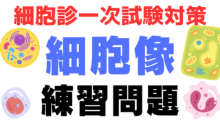 【細胞像試験対策】本番形式の練習問題