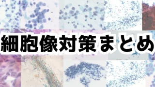 【細胞像】練習問題＆解説動画