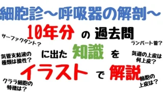 10年分の呼吸器解剖をイラスト解説