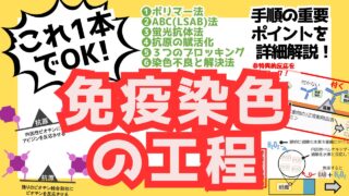 免疫染色至適条件決定法 5efc34c04725015739deb3ba6750e5