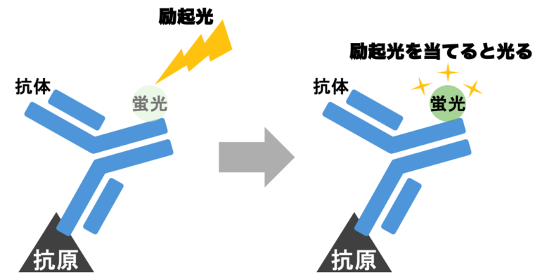 免疫染色の原理｜酵素・蛍光抗体法、直接法、間接法、ABC法、LSAB法、ポリマー法をわかりやすく解説