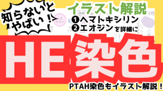 【HE染色】原理・手順・種類・試薬の組成まとめ!ヘマトキシリンのpH・分別・色出しとは?