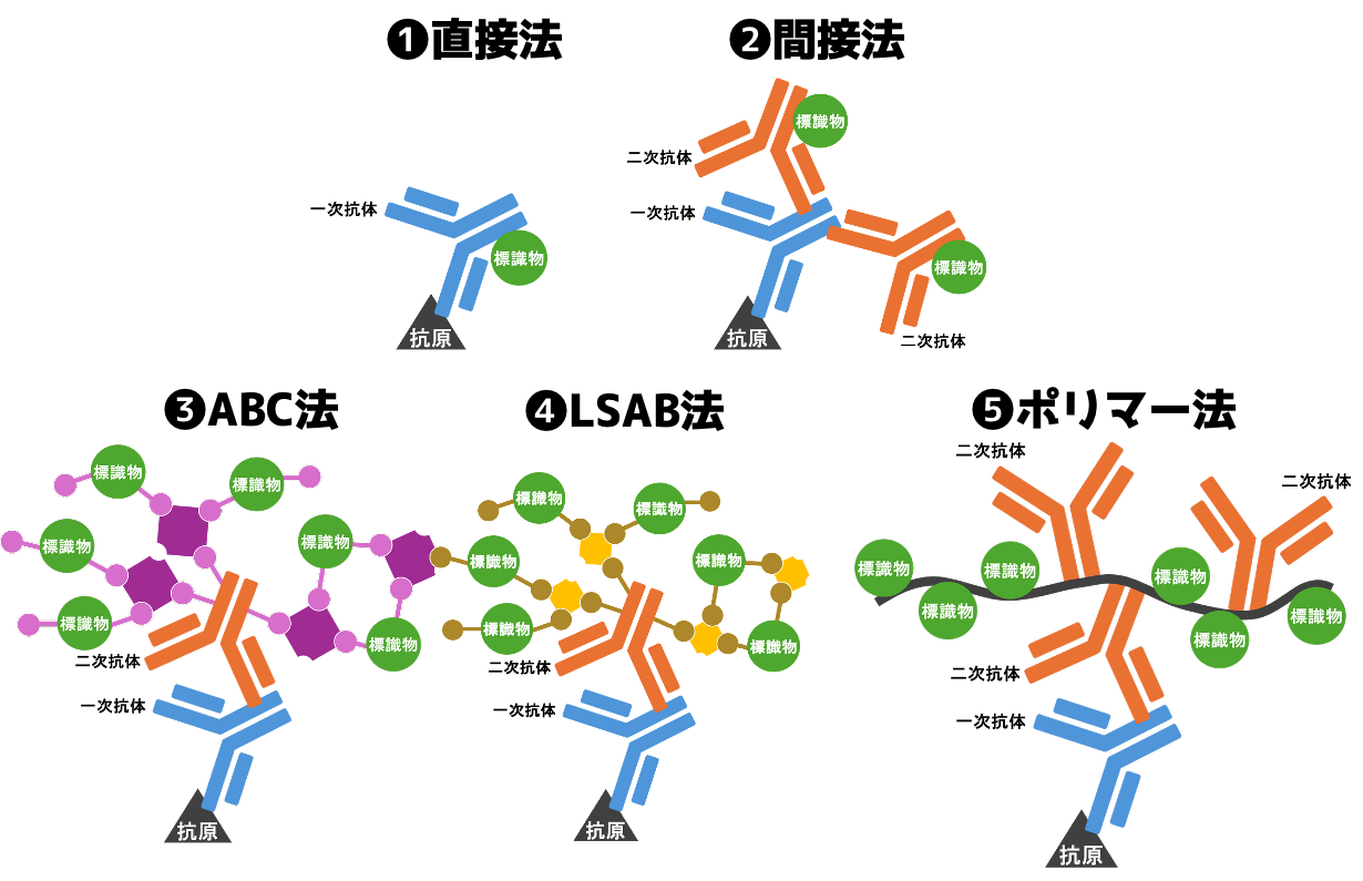 免疫染色の原理｜酵素・蛍光抗体法、直接法、間接法、ABC法、LSAB法、ポリマー法をわかりやすく解説