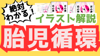 【胎児循環とは】イラストでわかりやすく解説!卵円孔・動脈管・臍静脈の違い