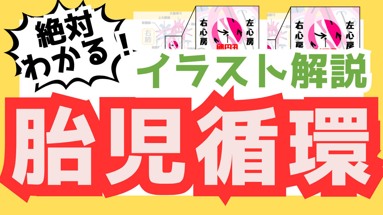 【イラスト解説】胎児循環と胎児の血管を分かりやすく解説!確認問題あり