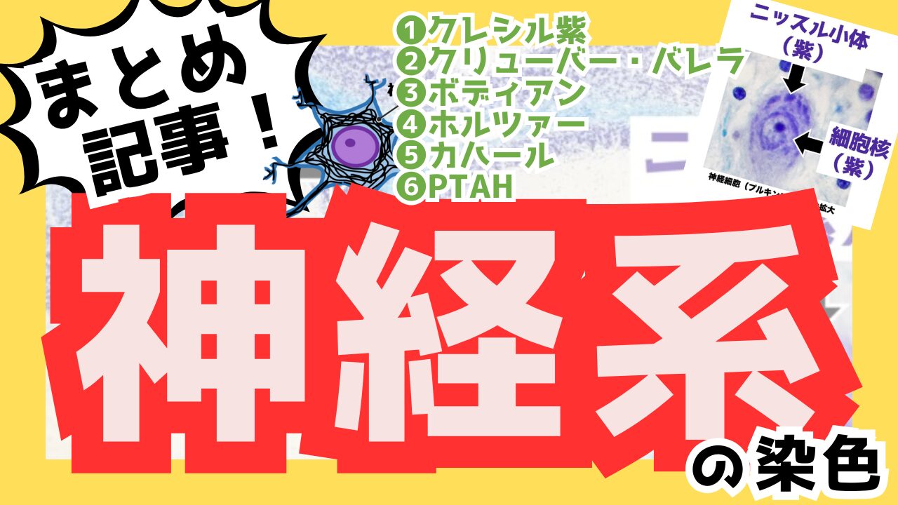 神経系の染色まとめサムネ