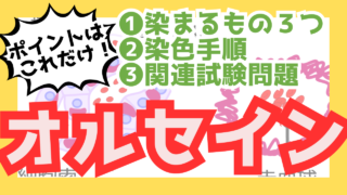 【オルセイン染色】覚えるポイントは一つだけ！表でわかる染色結果