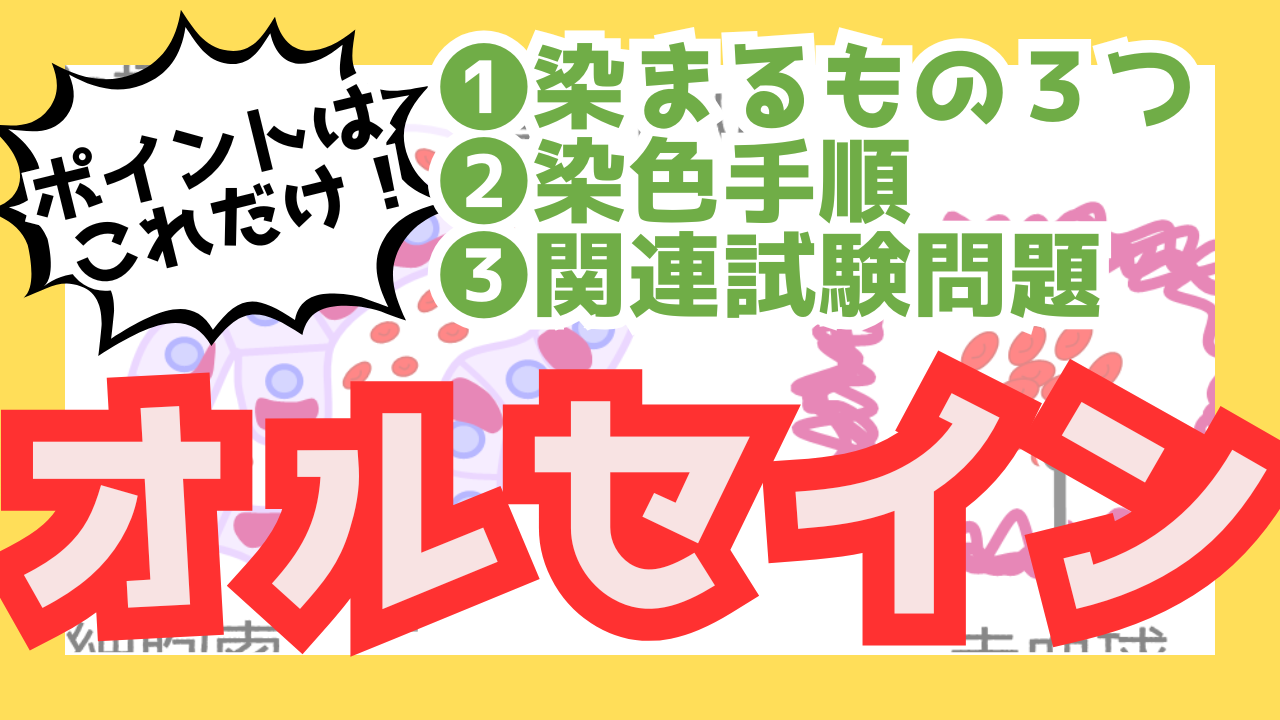 オルセイン染色のサムネ