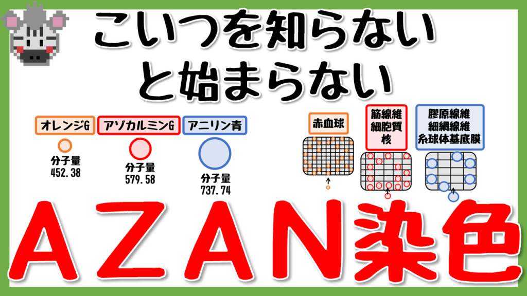 AZAN染色