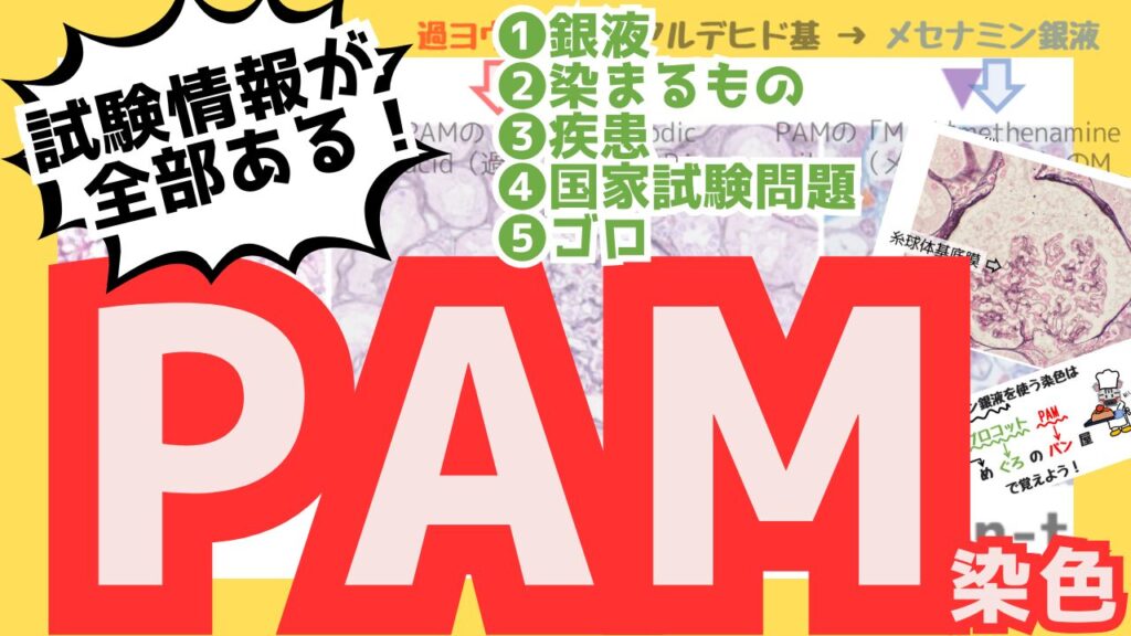 PAM染色