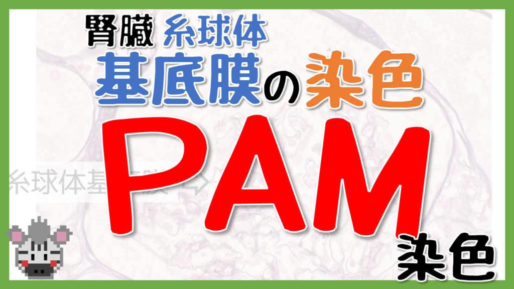 PAM 染色