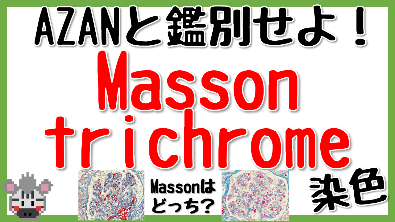 Masson trichrome染色とAZAN染色の鑑別