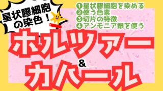 【ホルツァー染色&カハール染色】どの色素で何を染めるか完全理解!主な目的と銀液も解説
