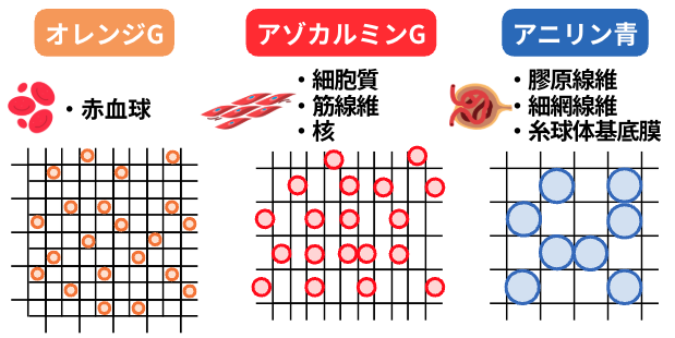 アザン染色の原理