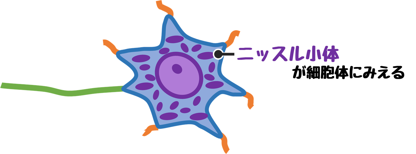 アルボクレシル ジェル リーフレット