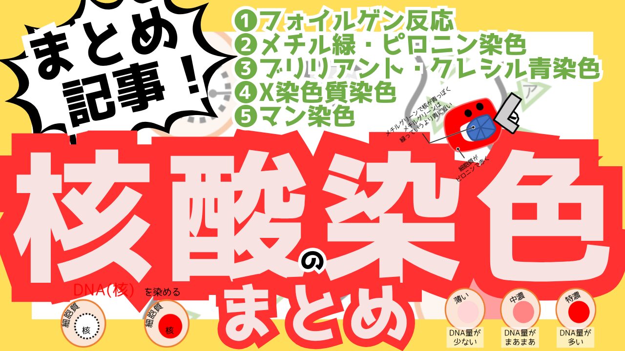 核酸の染色まとめサムネ