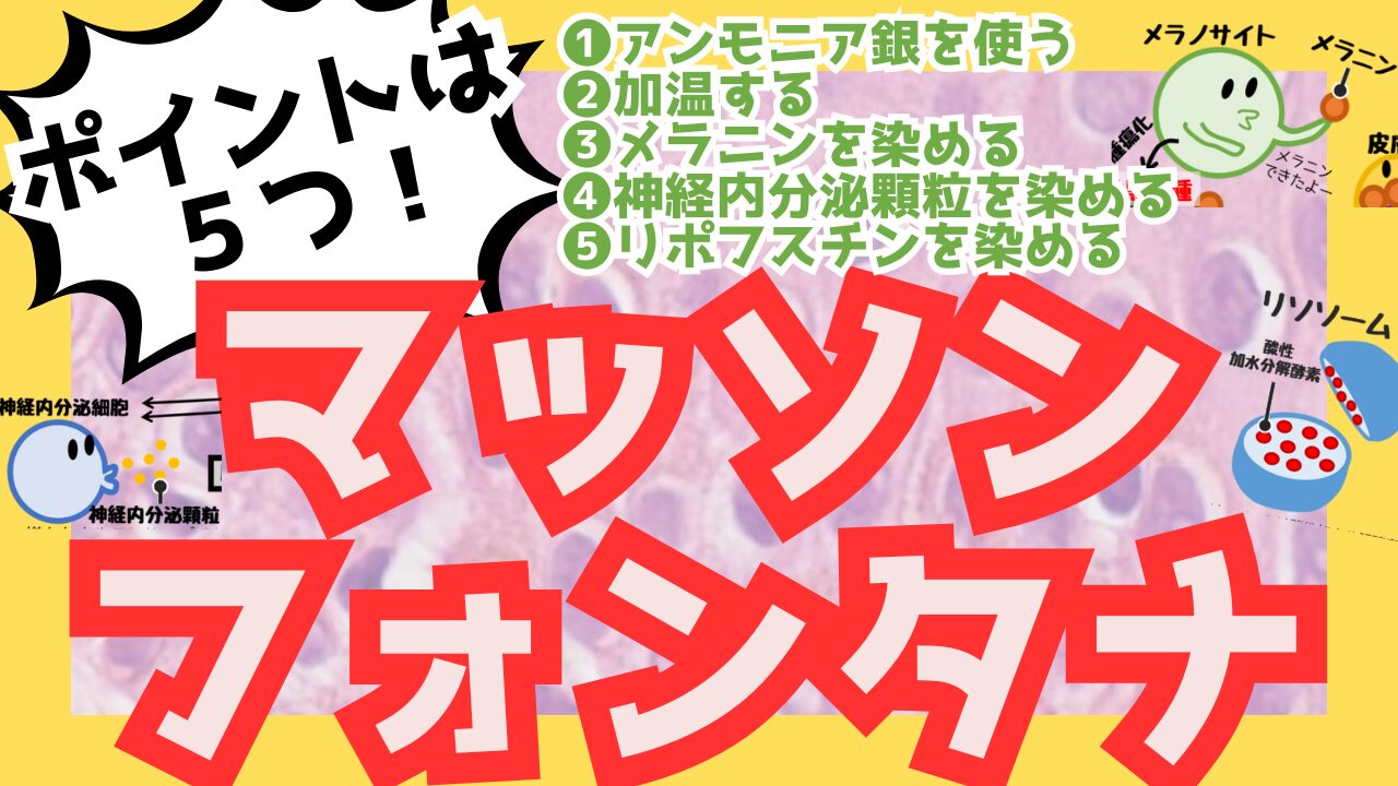 マッソン・フォンタナ染色