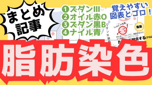 脂肪染色のサムネ