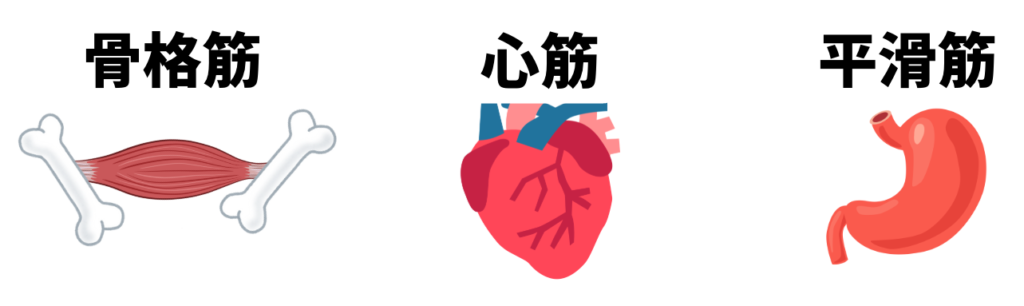 3種類の筋組織