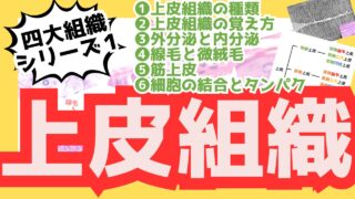 【上皮組織】８種類の上皮組織の覚え方と基本構造のすべてをイラスト解説