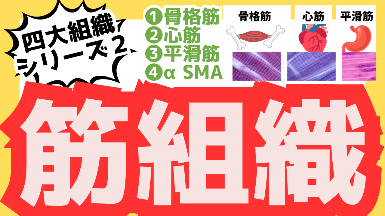 筋組織：横紋筋・平滑筋・心筋のサムネ