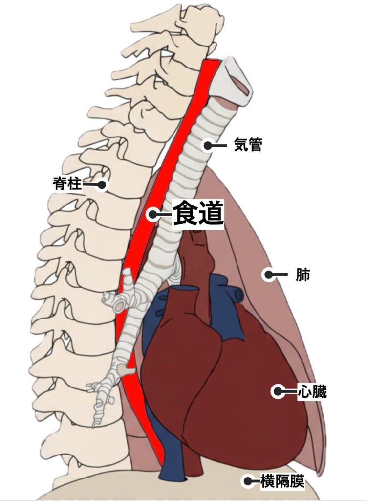 食道の位置
(赤が食道)